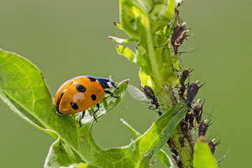 Closeup of a ladybug (Coccinella septempunctata) hunting aphids