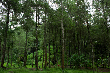 Obraz premium View of pine trees in the forest