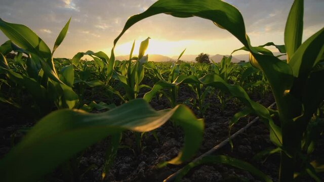 young green maize corn in the agricultural cornfield in the evening and light shines sunset, animal feed agricultural industry, Crane shot and Tilt up camera