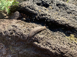 Grey Cuban slug on an igneous rock, Oahu, Hawaii