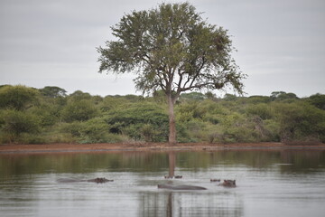 a lake with a tree in the center and hippopotamus swiming cloudy sky