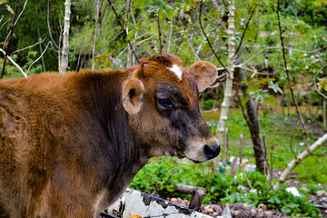 vacas en el campo