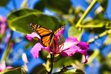 Strikingly colorful monarch butterfly resting on a vivid purple flower,
