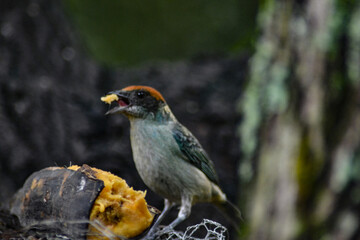 aves
