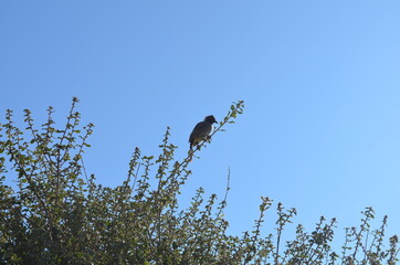 birds in the grass against the blue sky