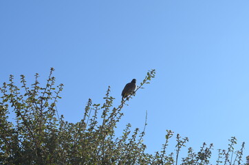 birds in the grass against the blue sky