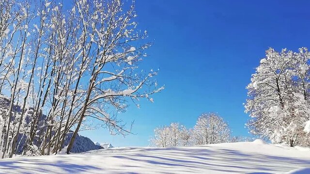 Paysage et arbres enneigés en Haute Montagne après des chutes de neige.