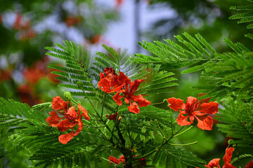 red and yellow flowers
