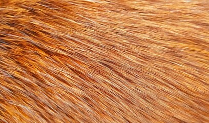 brown fur texture