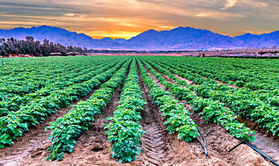Sunrise above the field with young potato plants and system of irrigation. The photo depicts GMO...