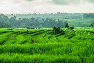 Unesco World Heritage - Jatiluwih Rice Terrace