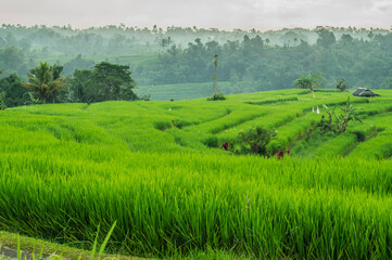 Unesco World Heritage - Jatiluwih Rice Terrace