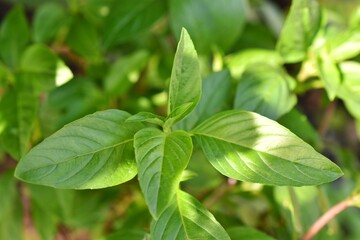 Close-up of basil leaves illuminated by sunlight, medicinal plants.
