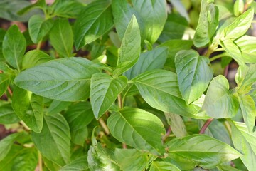 Fototapeta na wymiar Close-up of basil leaves illuminated by sunlight, medicinal plants.
