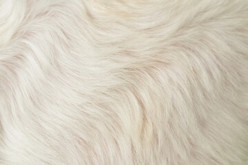 close up of fur