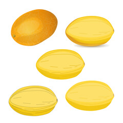 Yellow oval honey fresh melon vector