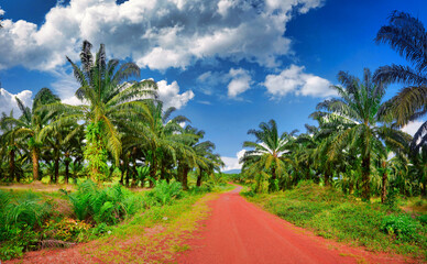 Fototapeta na wymiar Palm oil Plantations in Cambodia