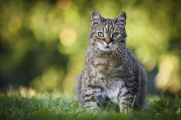Shallow focus of a European wildcat (Felis silvestris) with an attentive glance sitting on the grass © Pavel Mikoška/Wirestock