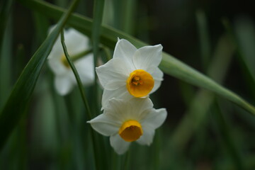 Flower 花