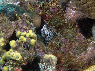 Spotted Moray Eel portrait on the reef