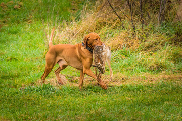 Closeup of a Hungarian vizsla hunting dog holding a dead rabbit with its mouse running in the field