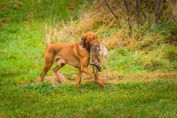 Poster Closeup of a Hungarian vizsla hunting dog holding a dead rabbit with its mouse running in the field © Pavel Mikoška/Wirestock