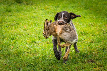 Closeup of a German Drahthaar hunting dog holding a dead rabbit with its mouse running in the field