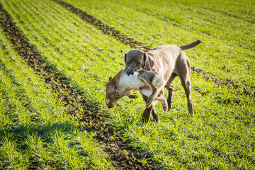 Closeup of a hunting dog holding a dead rabbit with its mouse running in the field