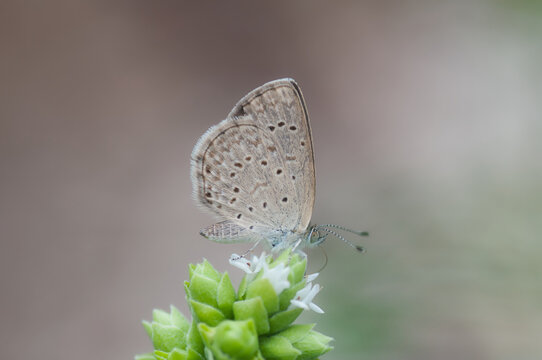 Closeup shot of a butterfly zizula hylax sitting on a flower