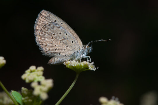 Closeup shot of a butterfly zizula hylax sitting on a flower