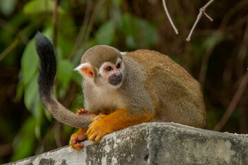 Macaco