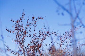 A forest garden of wild apple trees strewn with tiny frozen apples of paradise. Clear winter day. Selective focus.