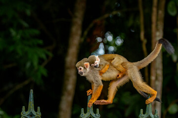 Macaco