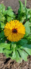 Calendula.  Yellow Flower