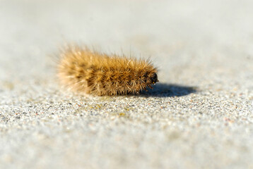 A brown hairy insect larva