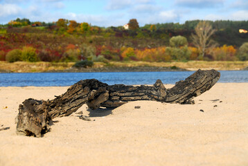 Burned tree on the beach