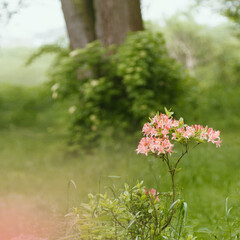 Dostojna różowe lilia przy parkowym ogrodzie. © Janusz