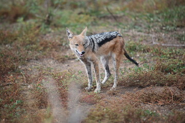 African Wild dog in the field