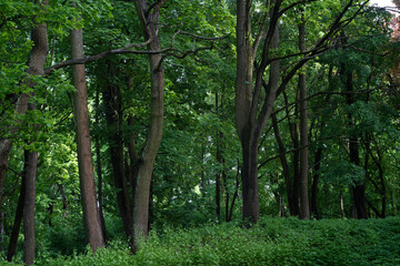 Fototapeta premium Green deciduous trees in the green park