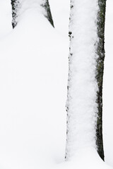Snowy tree trunks during snowfall