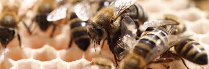 Worker bees as backbone of hive closeup