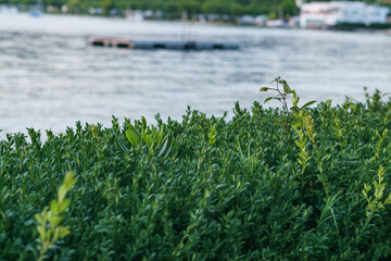 Grarda lake with hedge in close-up