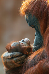 orangutan mother cares for her baby © Mario Plechaty