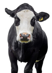 cow on white background isolated!