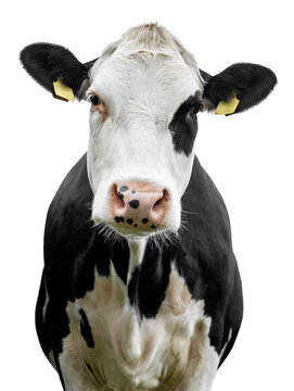 cow on white background isolated