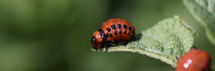 Colorado potato beetle larvae eat leaf of plant closeup