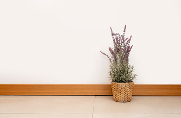 potted flower standing in front of isolated white wall