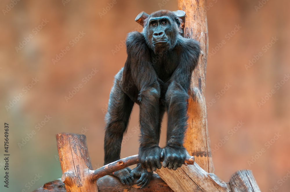 Wall mural young gorilla stands on a tree and stares