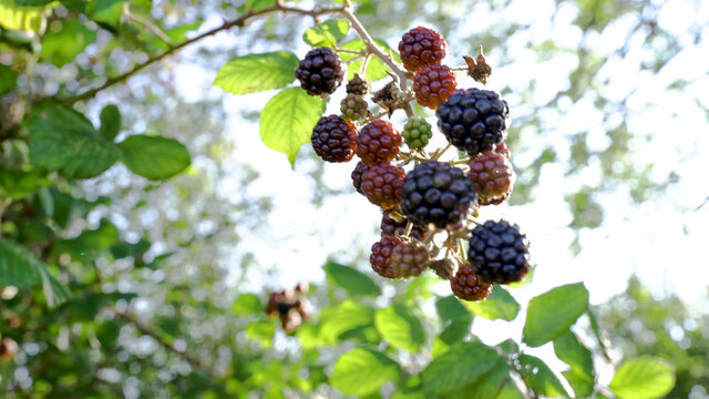 Wild Blackberries Sway In The Wind In A Hedge