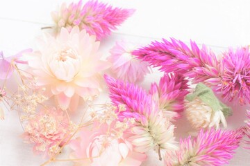 pink dried flowers background